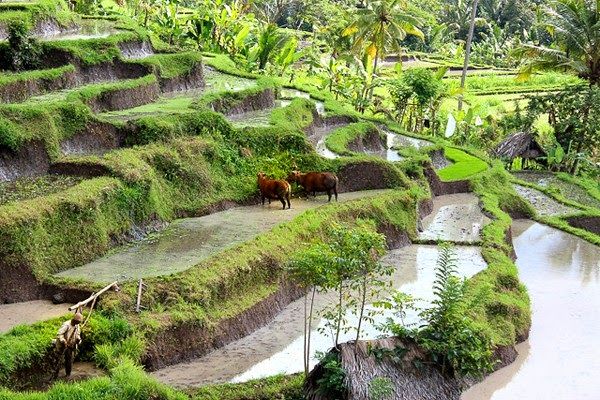 Photo of BALI: not an experience, but a travel wish 13/14 by Khushi Insta @khushircaptures