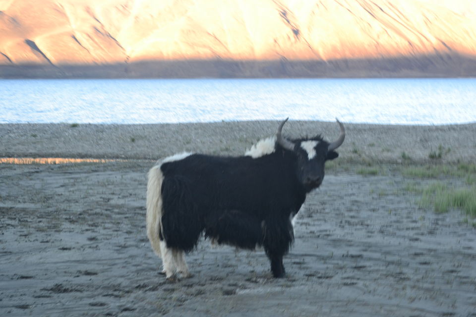 Photo of And I found my heaven-Ladakh 54/69 by Smita