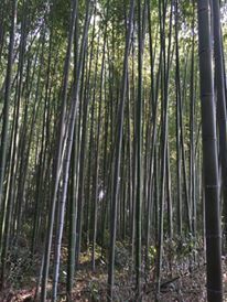 Photo of Japan – Hell ya!! 12/24 by Smita