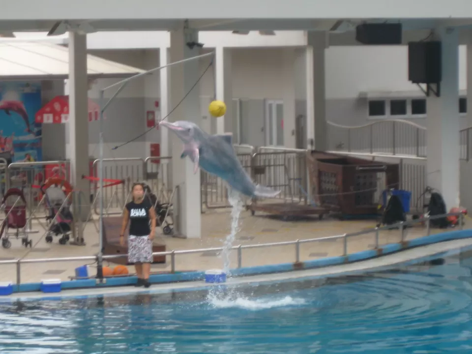 Photo of Dolphin Show Sentosa by Smita