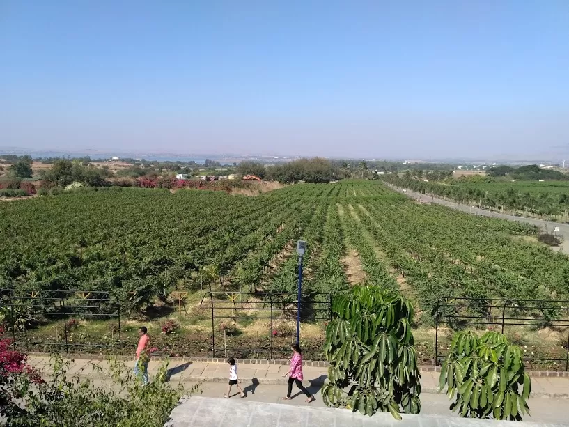 Photo of Sula Vineyards, Nashik, Maharashtra, India by Smita