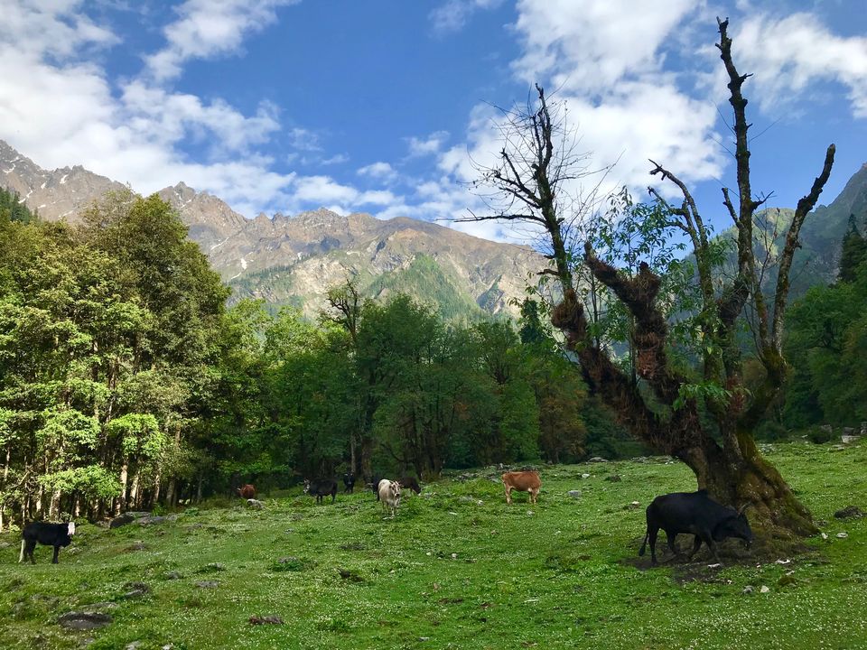 Photo of Sar Pass Trek 2018 - Kasol- Himachal by Vishal Solanki