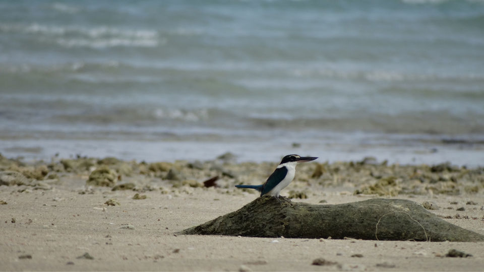 Photo of A Hidden Pearl - The Andaman by The Indian Banjara
