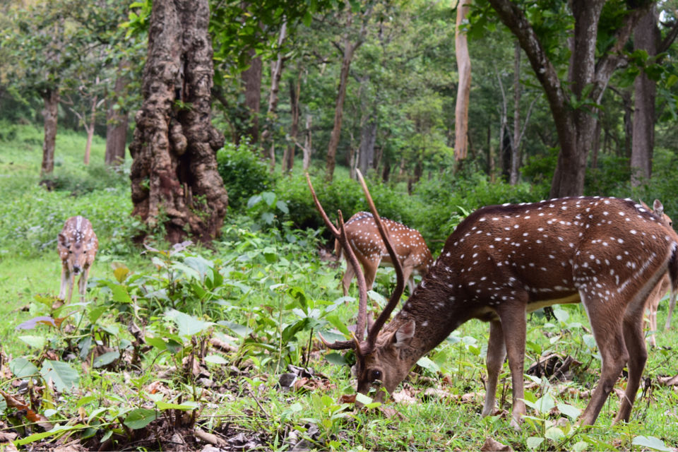 Photo of Nagarhole National Park, Hunsur, Karnataka, India by The Indian Banjara