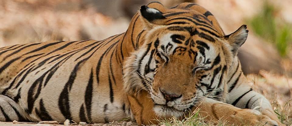 Photo of Pench National Park: Experience The Land Of Jungle Book by Kunal Sutar