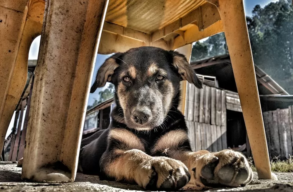 Photo of Sadhupul, Himachal Pradesh, India by Athena Mondal