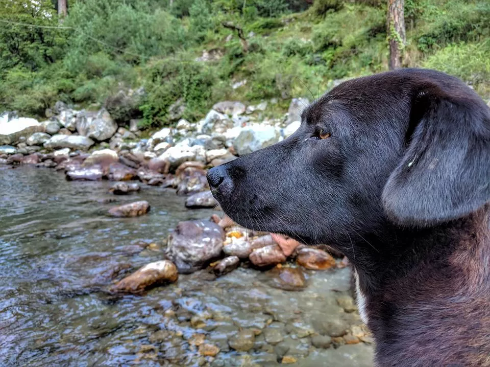 Photo of Pekhri, Himachal Pradesh, India by Athena Mondal