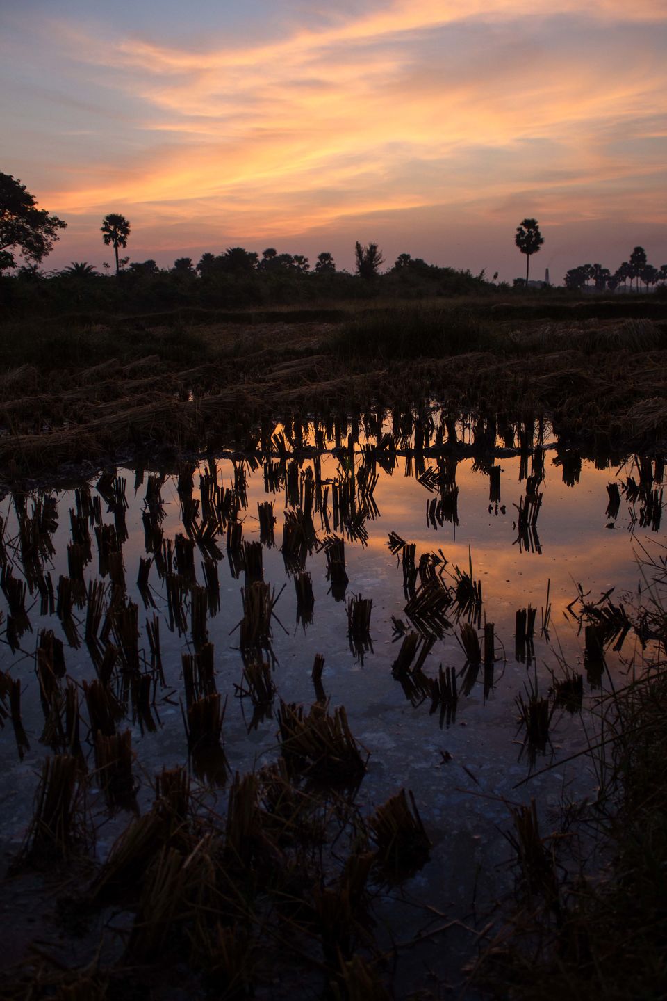 Photo of The Trip: Kuldiha Forest 1/9 by Moumita Ghorai