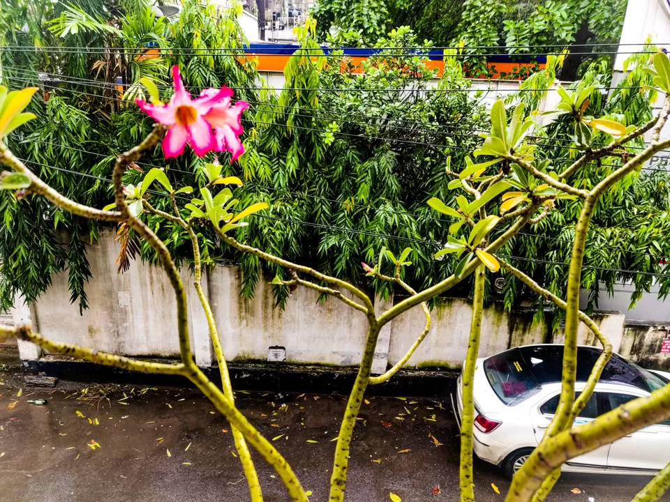 Photo of Oh! Calcutta- Of boundless joy and frolicking through a cyclone by Apurva Joshi