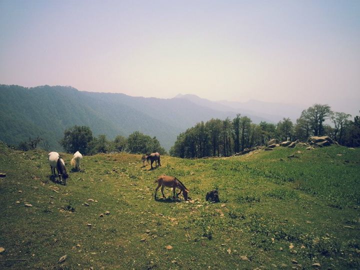 Photo of Getaway from Delhi: A Trek to Nagtibba 1/13 by Anirudh Gupta