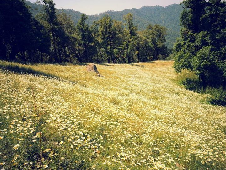 Photo of Getaway from Delhi: A Trek to Nagtibba 5/13 by Anirudh Gupta
