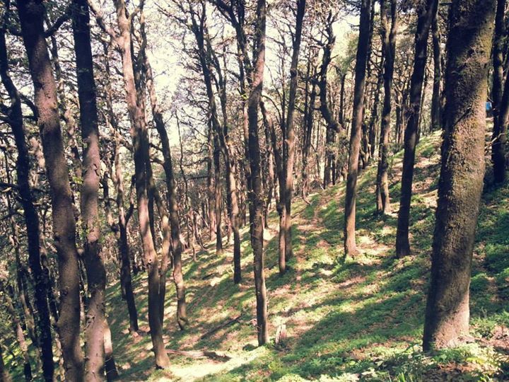 Photo of Getaway from Delhi: A Trek to Nagtibba 9/13 by Anirudh Gupta