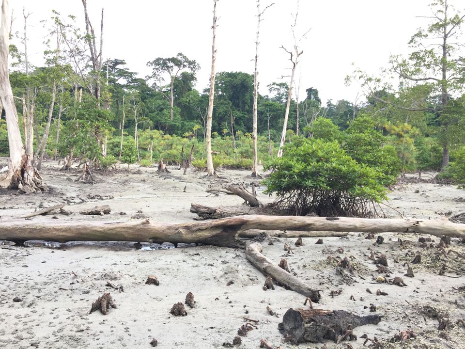 Photo of ELEPHANT BEACH, Andaman and Nicobar Islands, India by Abhay Tripathi