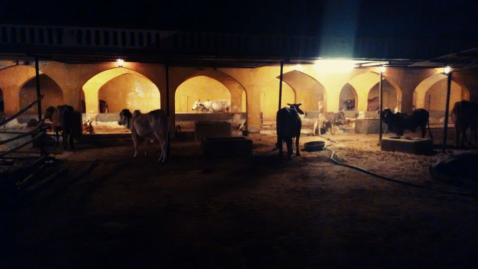 Photo of Bangalore to Rajasthan - The runaway guide 23/53 by ADITI