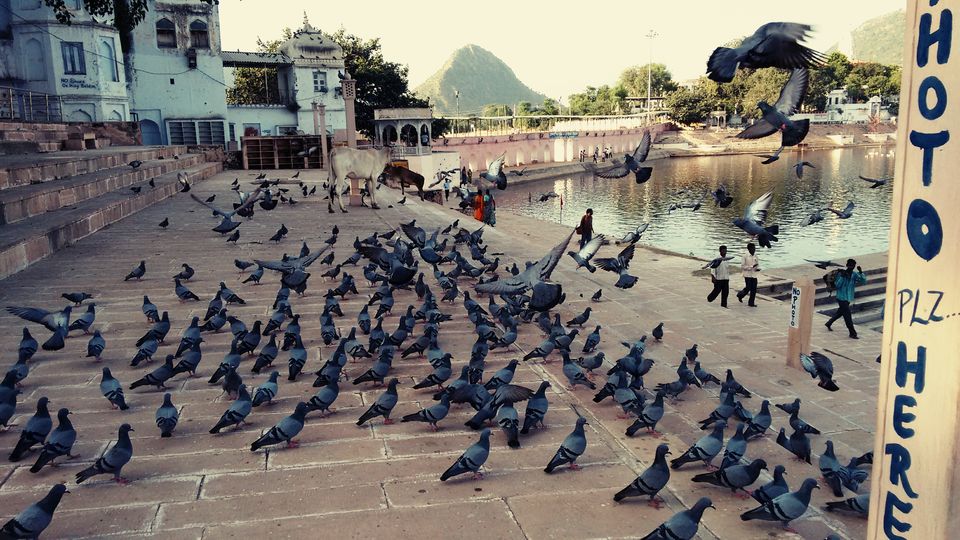 Photo of Bangalore to Rajasthan - The runaway guide 51/53 by ADITI