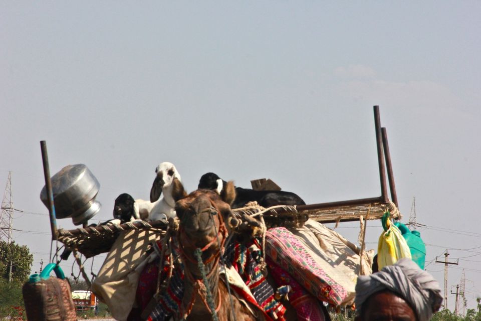 Photo of Bangalore to Rann of Kutch - A roadtrip to remember 33/72 by ADITI