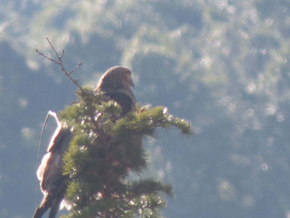 Photo of Bird Watching at Pangot 1/87 by arneb banerjee