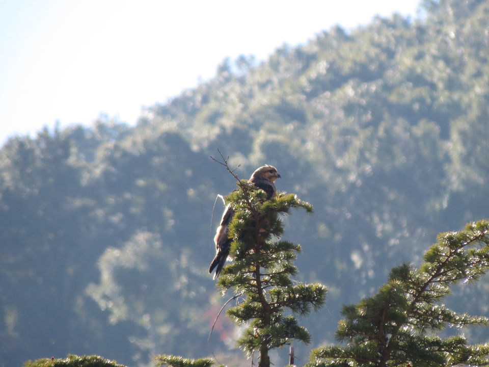 Photo of Bird Watching at Pangot 2/87 by arneb banerjee