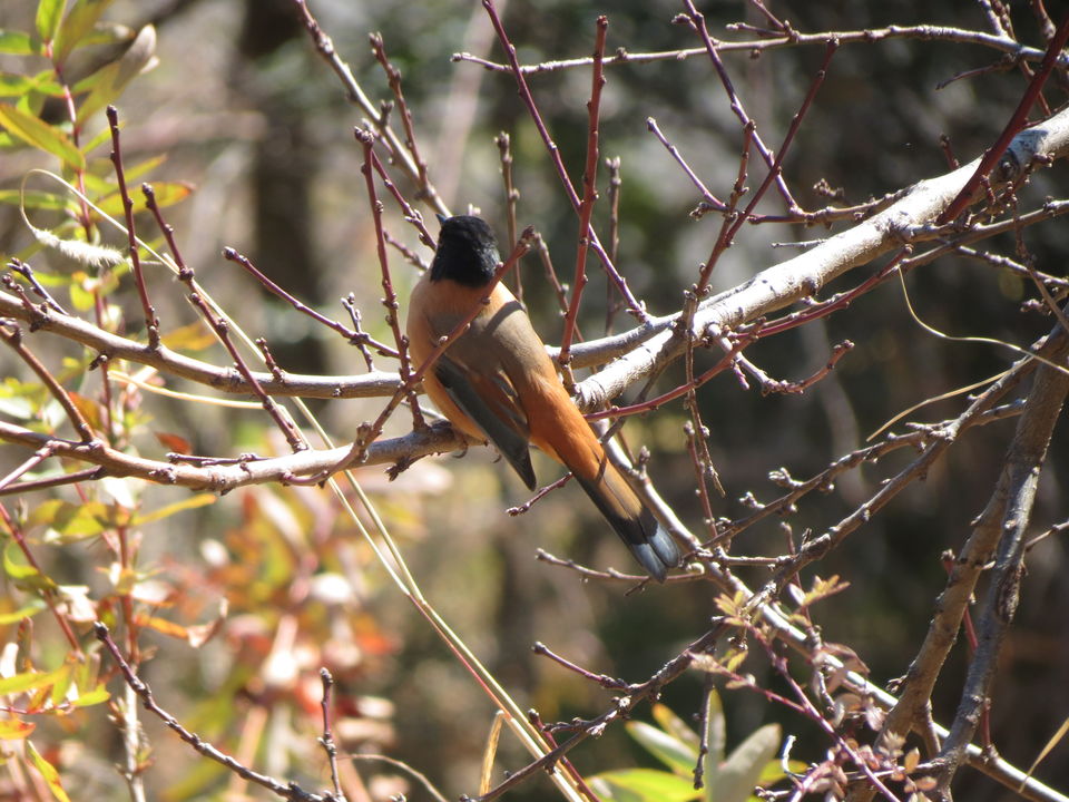 Photo of Bird Watching at Pangot 3/87 by arneb banerjee
