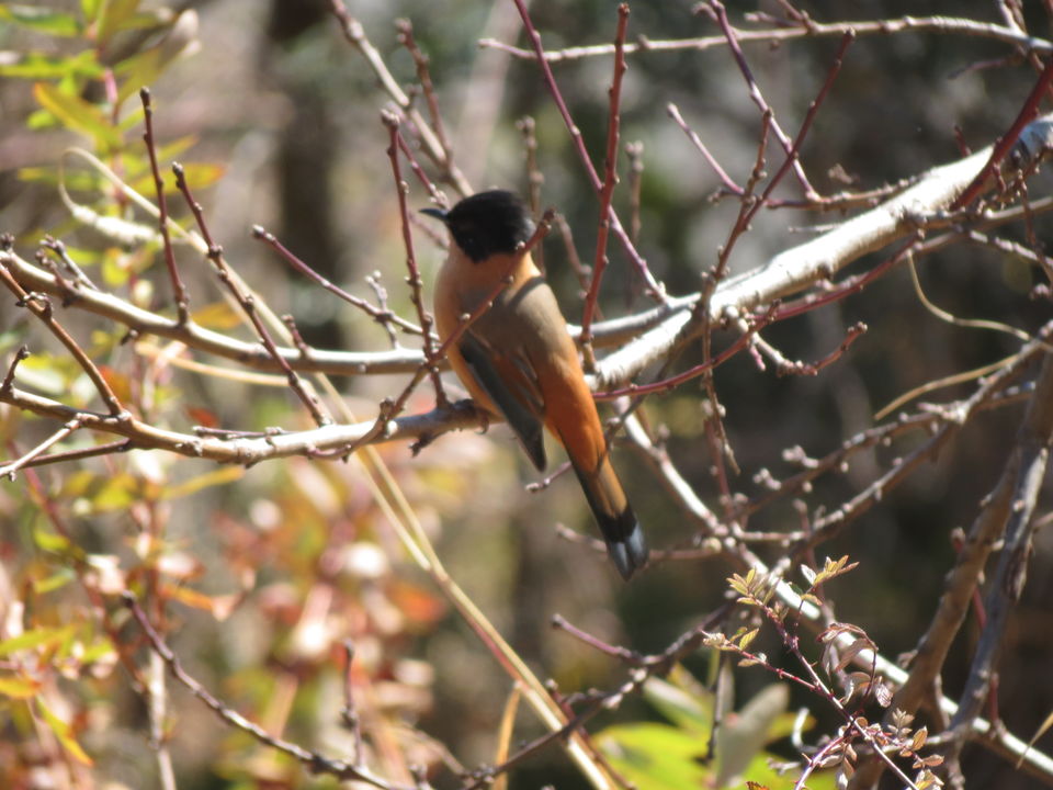Photo of Bird Watching at Pangot 4/87 by arneb banerjee