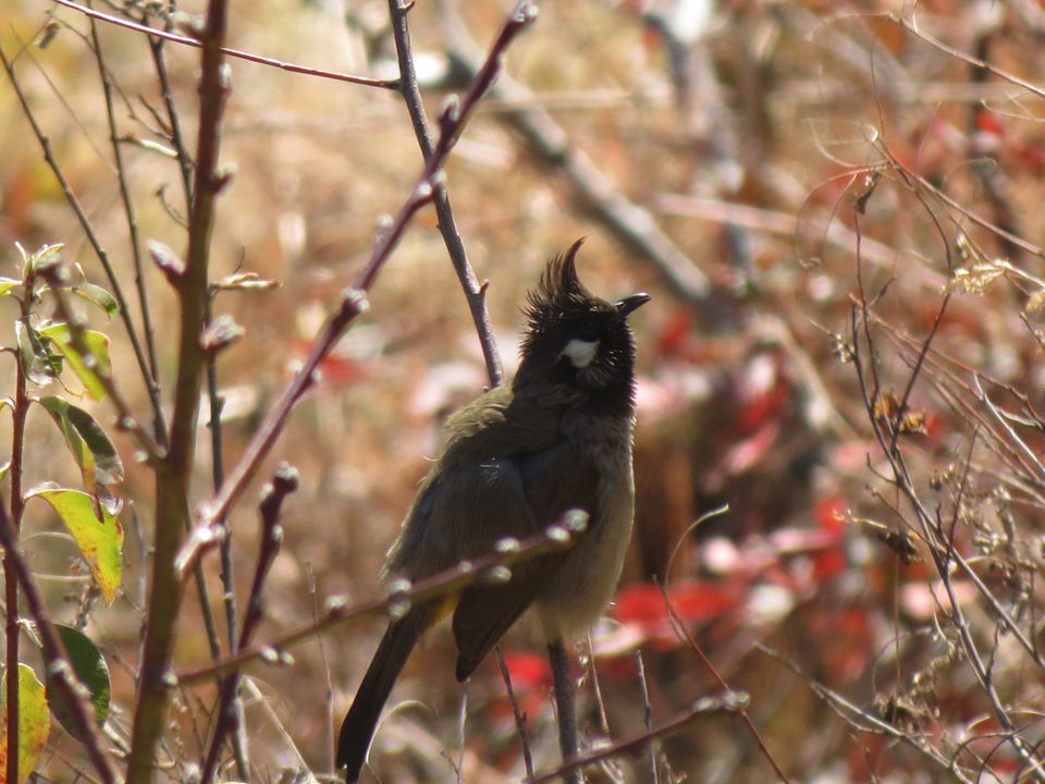 Photo of Bird Watching at Pangot 5/87 by arneb banerjee