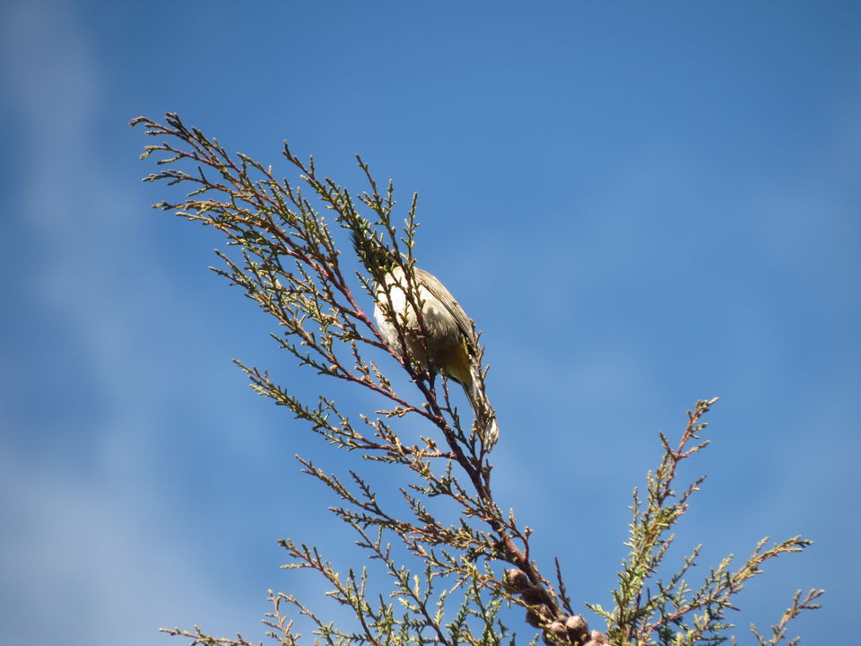 Photo of Bird Watching at Pangot 6/87 by arneb banerjee