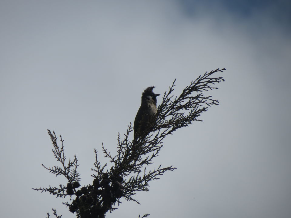 Photo of Bird Watching at Pangot 8/87 by arneb banerjee