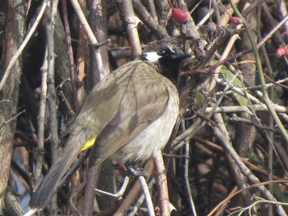 Photo of Bird Watching at Pangot 9/87 by arneb banerjee
