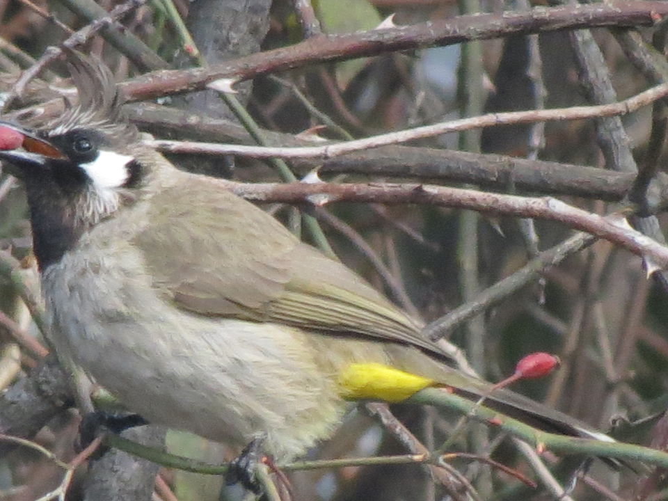 Photo of Bird Watching at Pangot 10/87 by arneb banerjee
