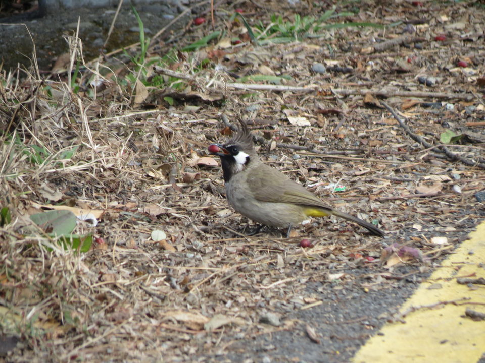 Photo of Bird Watching at Pangot 11/87 by arneb banerjee