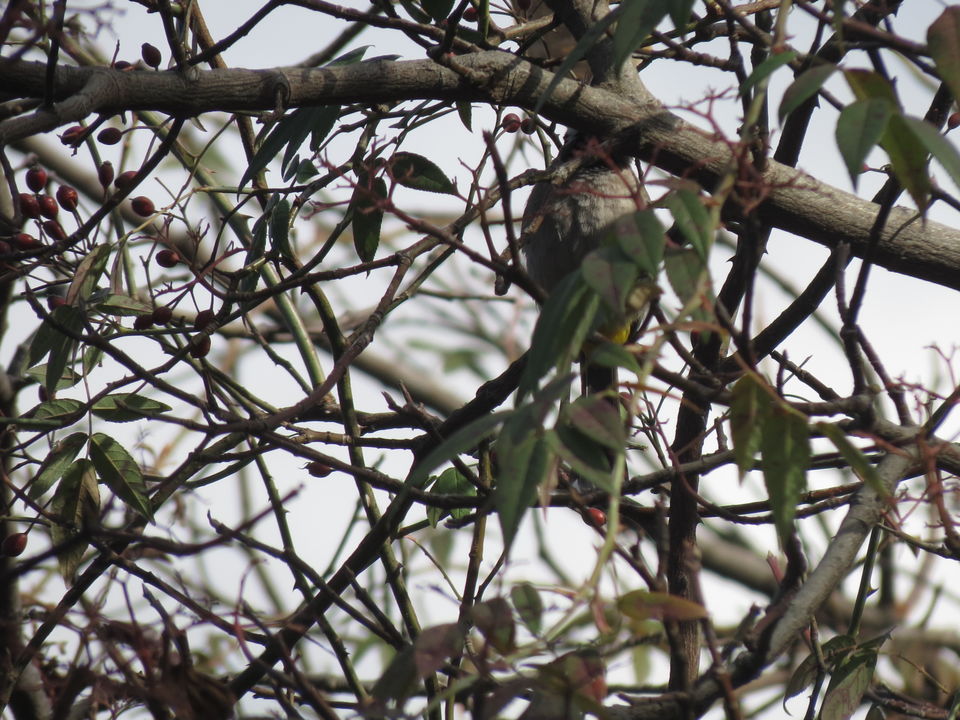 Photo of Bird Watching at Pangot 12/87 by arneb banerjee
