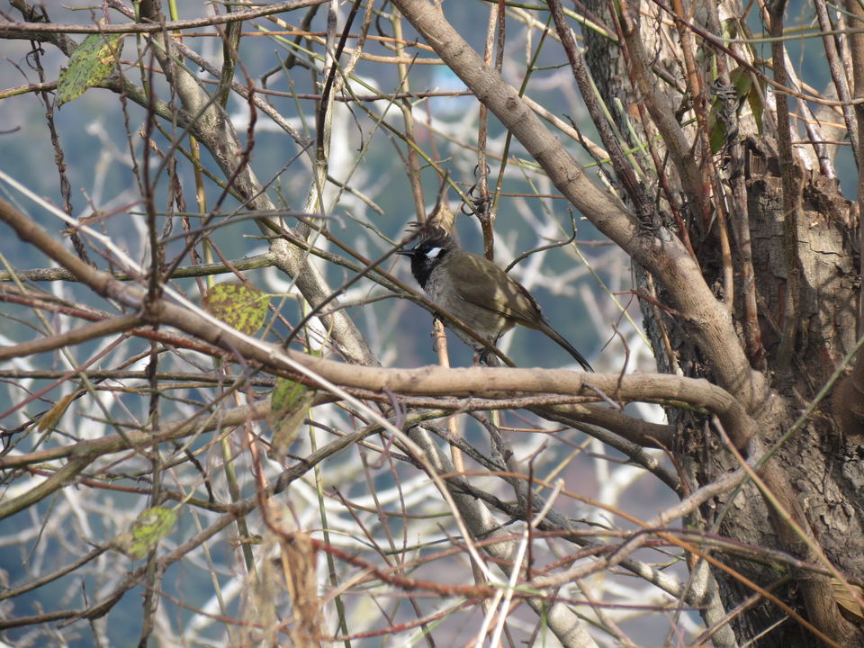 Photo of Bird Watching at Pangot 13/87 by arneb banerjee