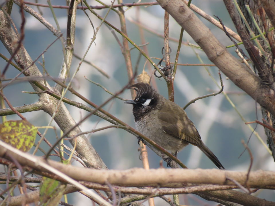 Photo of Bird Watching at Pangot 14/87 by arneb banerjee