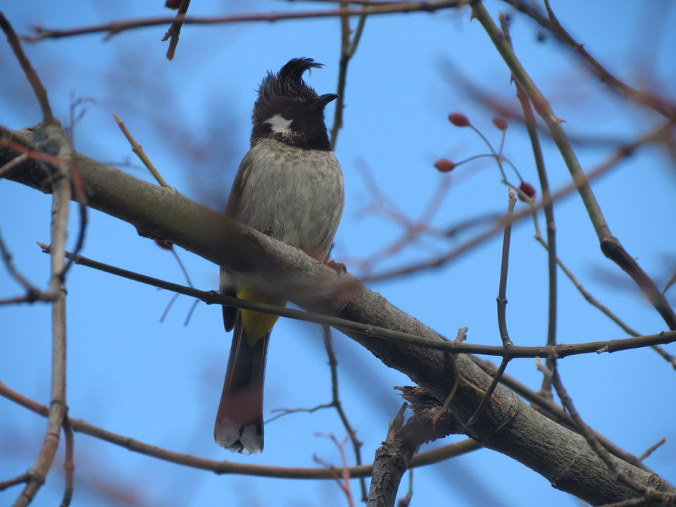 Photo of Bird Watching at Pangot 15/87 by arneb banerjee