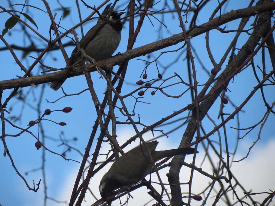 Photo of Bird Watching at Pangot 18/87 by arneb banerjee
