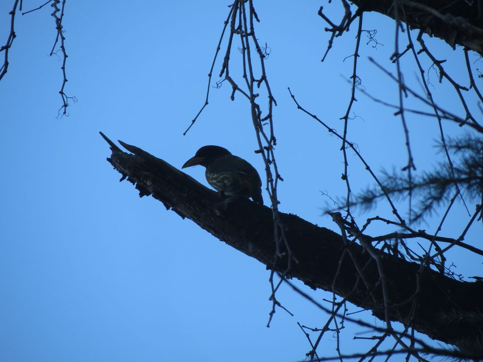 Photo of Bird Watching at Pangot 20/87 by arneb banerjee