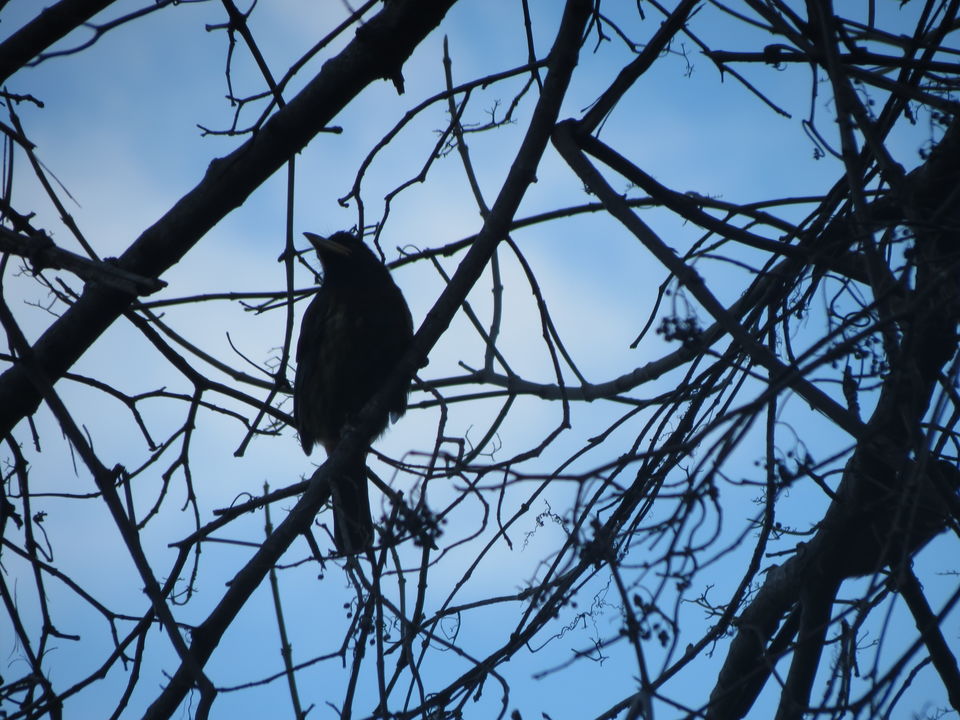 Photo of Bird Watching at Pangot 21/87 by arneb banerjee