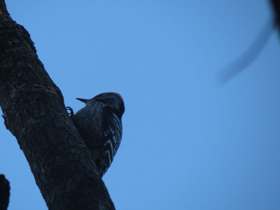 Photo of Bird Watching at Pangot 23/87 by arneb banerjee