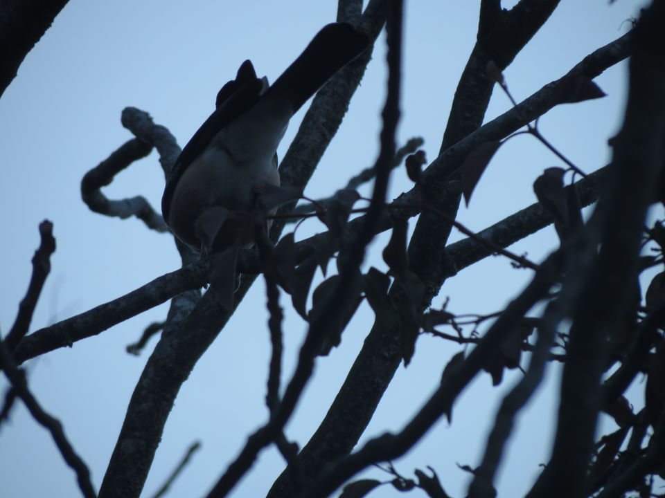 Photo of Bird Watching at Pangot 24/87 by arneb banerjee