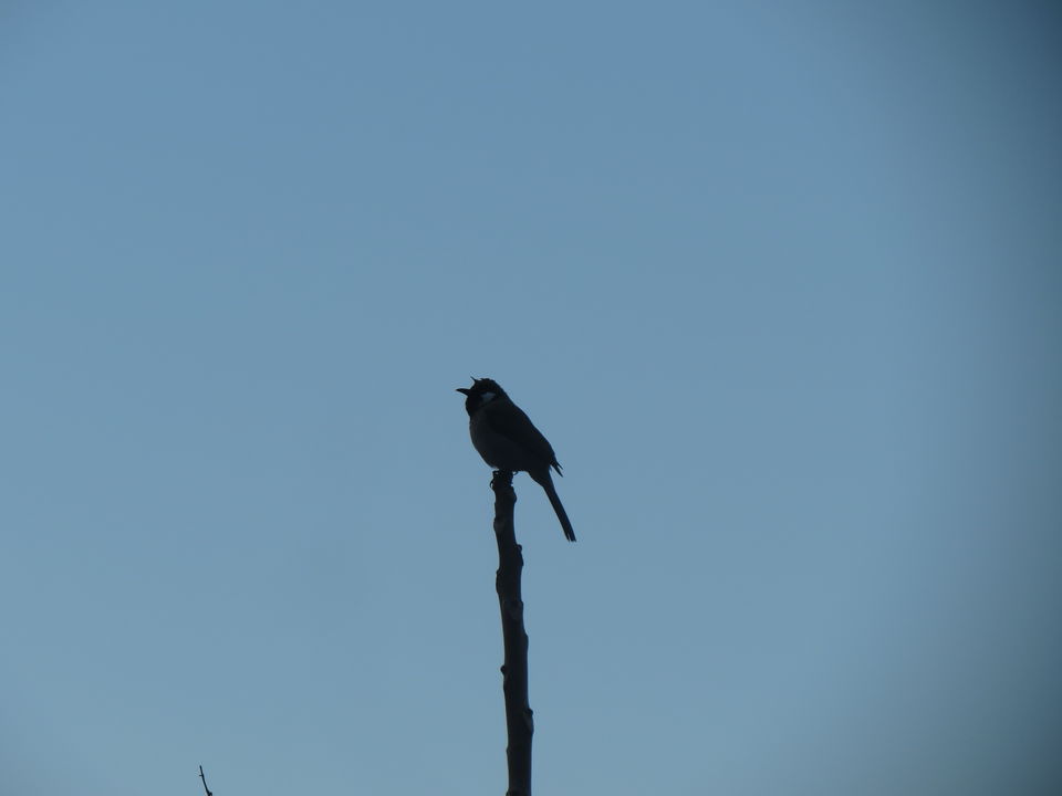 Photo of Bird Watching at Pangot 25/87 by arneb banerjee