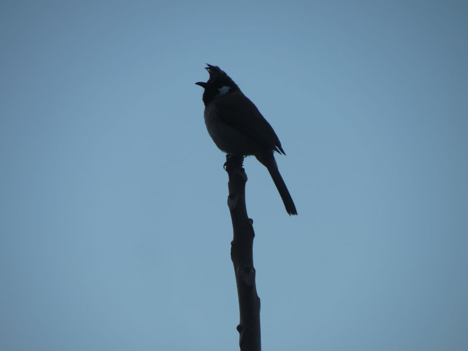 Photo of Bird Watching at Pangot 26/87 by arneb banerjee