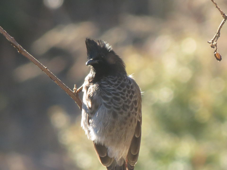 Photo of Bird Watching at Pangot 27/87 by arneb banerjee