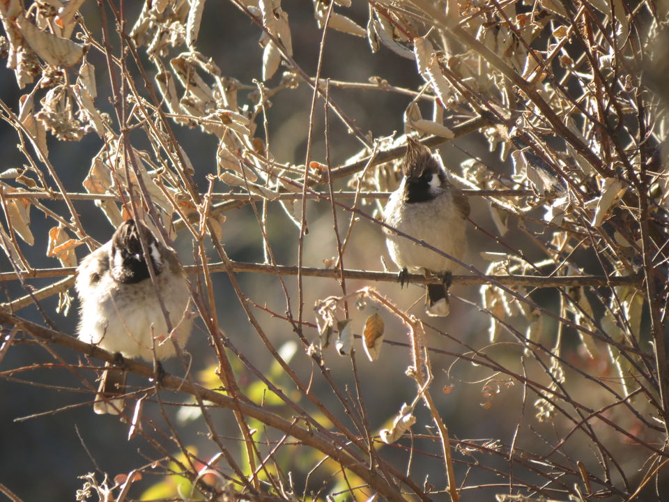 Photo of Bird Watching at Pangot 28/87 by arneb banerjee