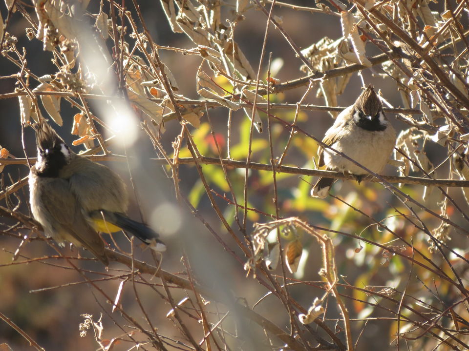 Photo of Bird Watching at Pangot 29/87 by arneb banerjee