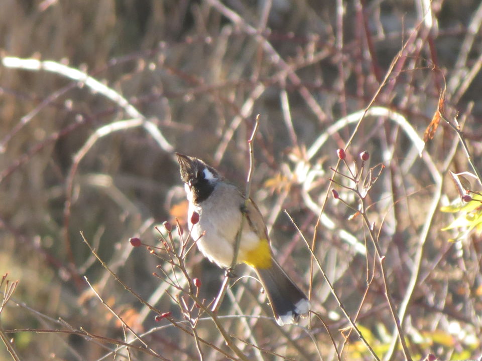 Photo of Bird Watching at Pangot 30/87 by arneb banerjee