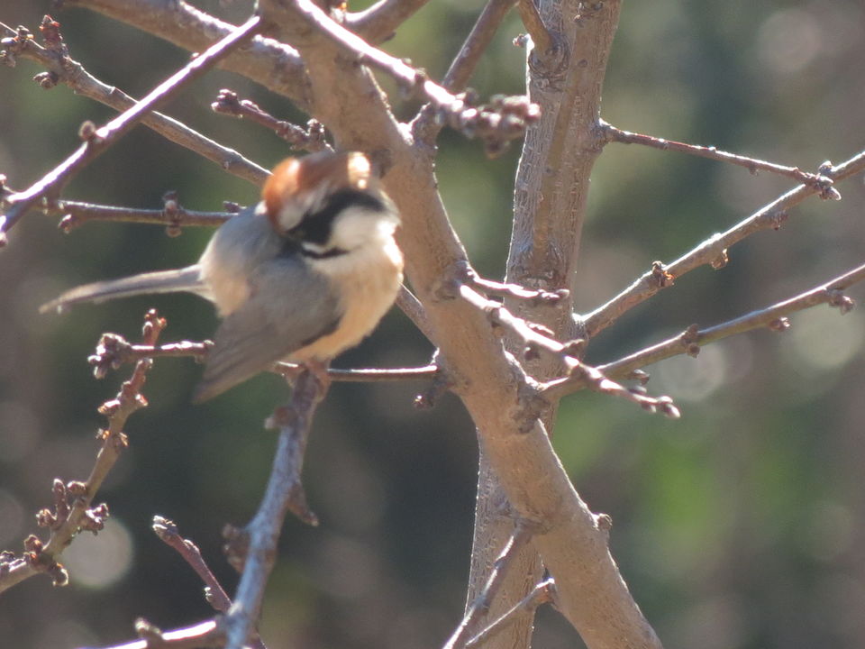 Photo of Bird Watching at Pangot 31/87 by arneb banerjee