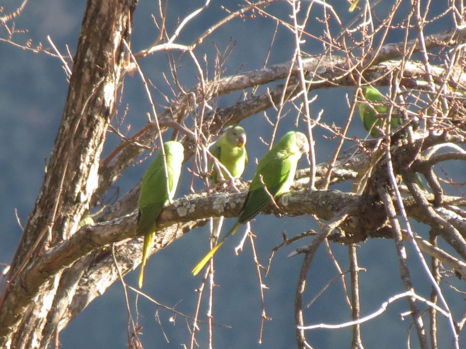 Photo of Bird Watching at Pangot 32/87 by arneb banerjee