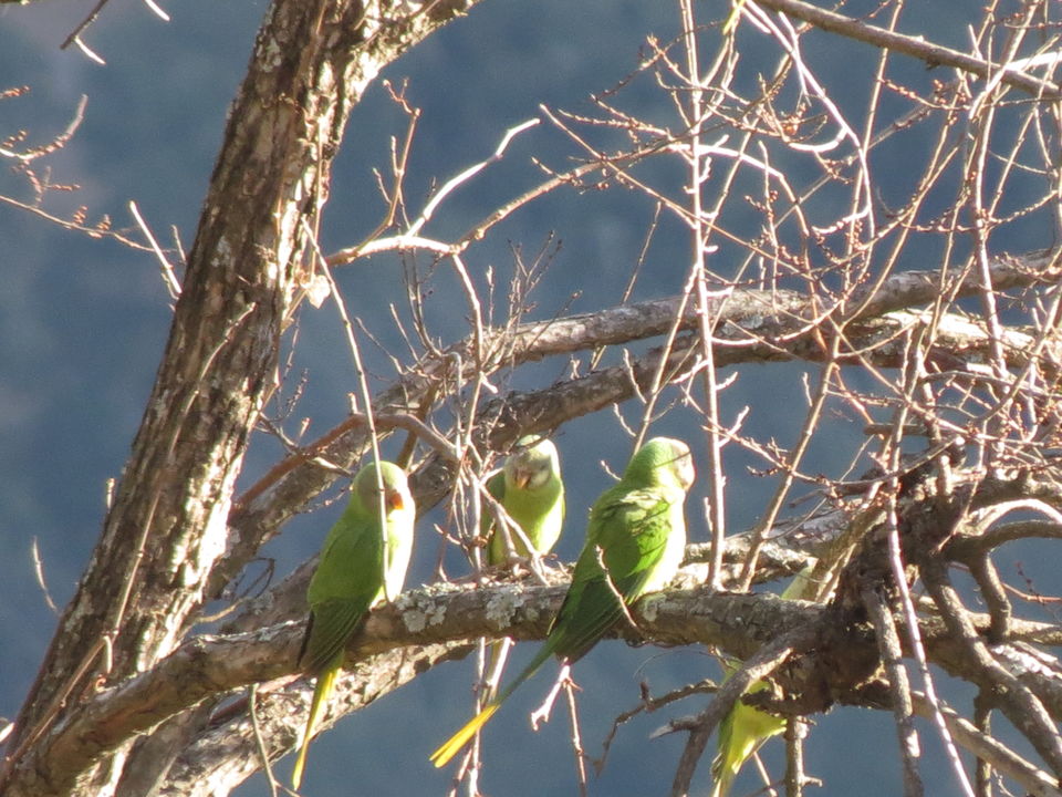 Photo of Bird Watching at Pangot 33/87 by arneb banerjee
