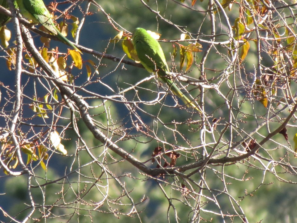 Photo of Bird Watching at Pangot 34/87 by arneb banerjee