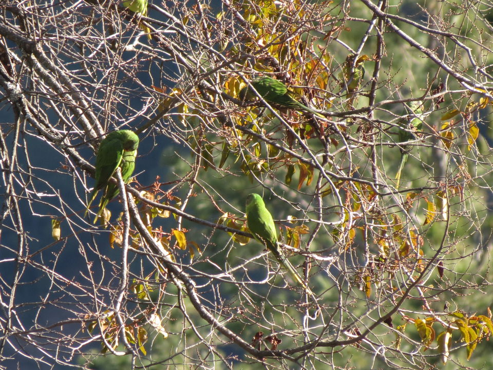 Photo of Bird Watching at Pangot 35/87 by arneb banerjee